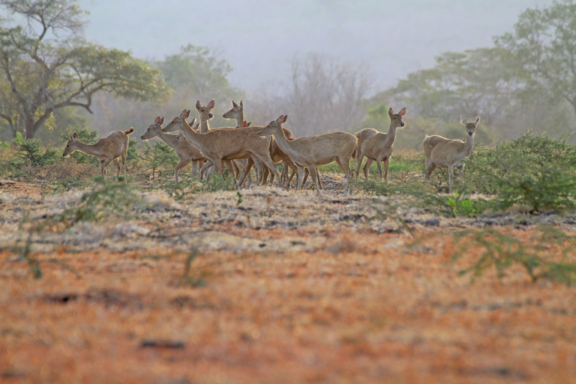 baluran national park